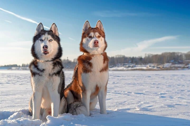 Rovaniemi Husky Adventure 2 or 5 km Ride with Transfers