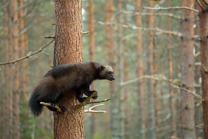 Wildlife watching tours