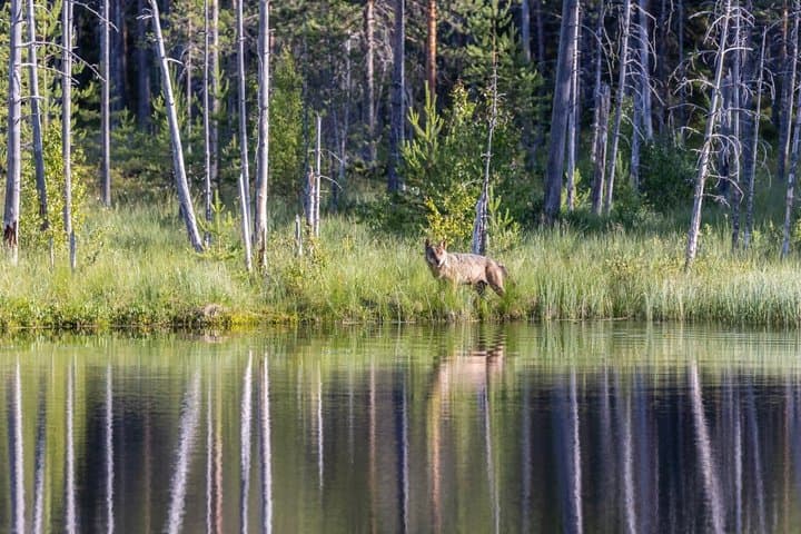 Wildlife watching tours