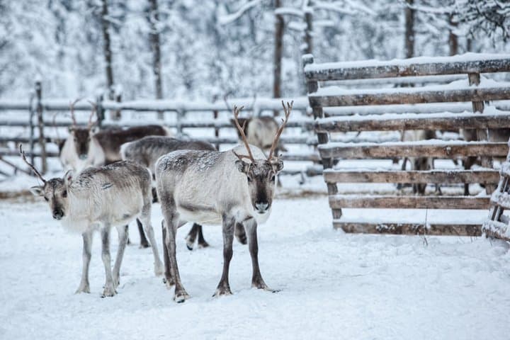 Rovaniemi Reindeer Ride and Farm Visit with Transfers