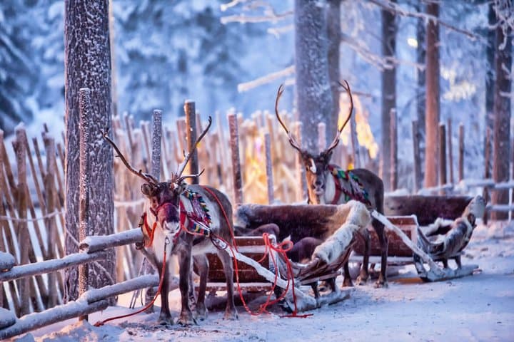 Rovaniemi Reindeer Ride and Farm Visit with Transfers