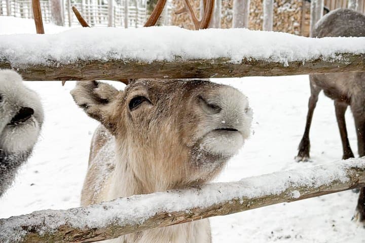 Rovaniemi Reindeer Ride and Farm Visit with Transfers