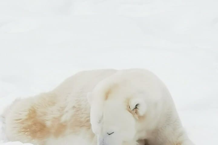 Arctic Polar Bear Trip from Rovaniemi