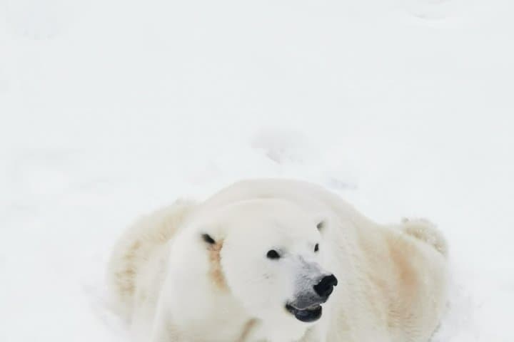 Arctic Polar Bear Trip from Rovaniemi