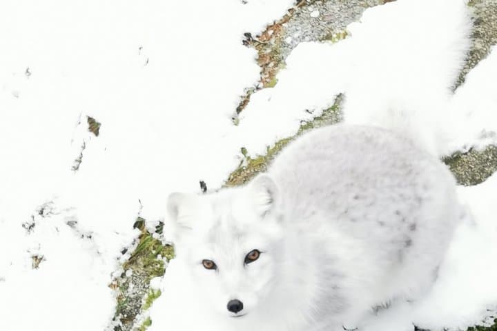 Arctic Polar Bear Trip from Rovaniemi