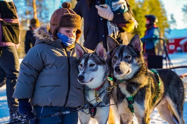 Arctic HUSKY Safari (5km) from Rovaniemi
