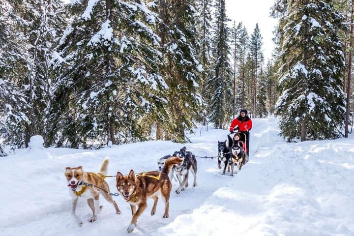 Arctic Husky Adventure in Rovaniemi