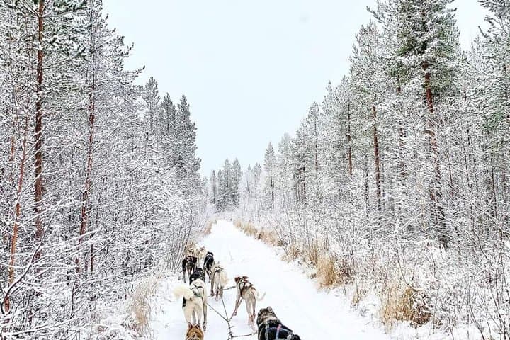 Arctic Husky Adventure in Rovaniemi