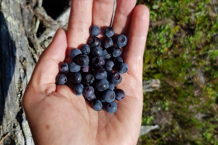 Hike in Northern Oulanka National Park - private tour