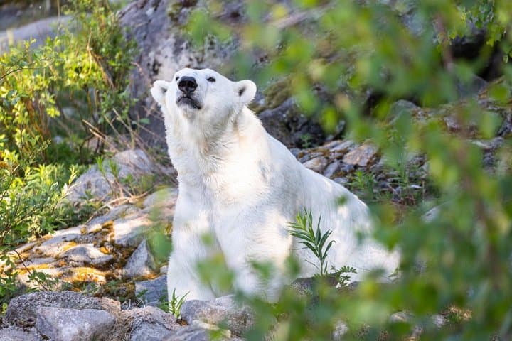 From Rovaniemi: Full Day Tour to Lapland's Attractions 5in1