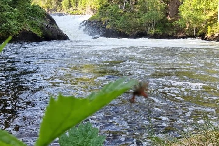 Pieni Karhunkierros Little Bear's Trail Guided Hike in Oulanka