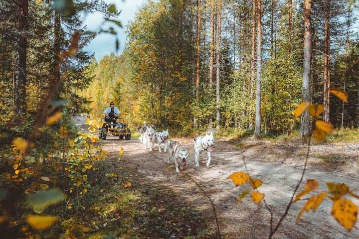 Autumn Husky Ride on Wheels, Apukka Resort Rovaniemi