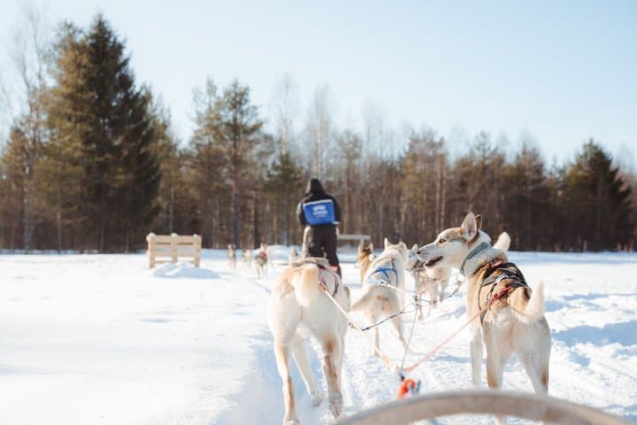 6km Apukka Husky Adventure in Rovaniemi
