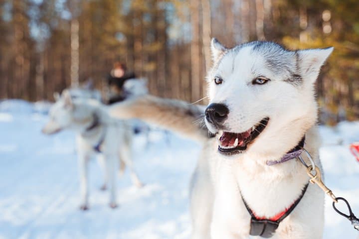 6km Apukka Husky Adventure in Rovaniemi