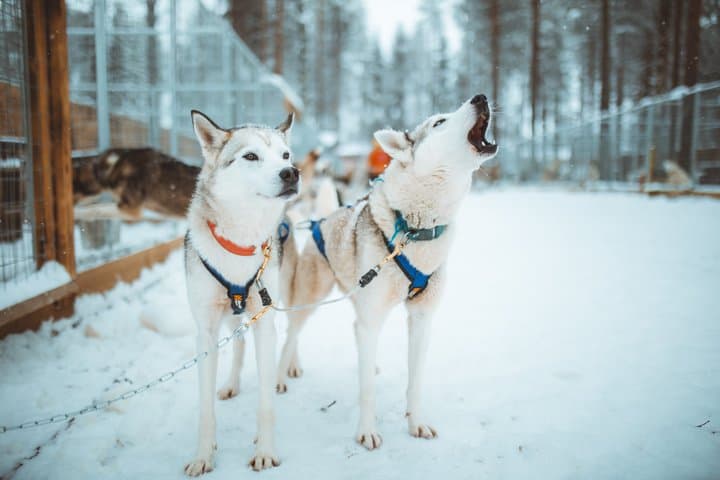 3km Early Winter Husky Sled Ride in Rovaniemi