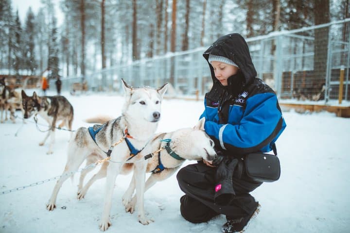 3km Early Winter Husky Sled Ride in Rovaniemi