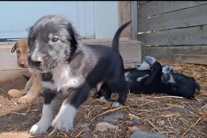 Husky kennel Visit with Wagon or Sled Ride