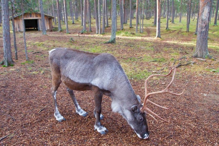 Rovaniemi Reindeer Experience in Summer/Autumn with Transfers