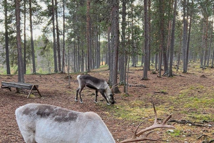 Rovaniemi Reindeer Experience in Summer/Autumn with Transfers