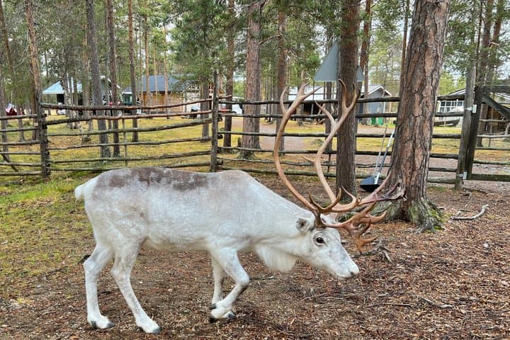 Rovaniemi Reindeer Experience in Summer/Autumn with Transfers