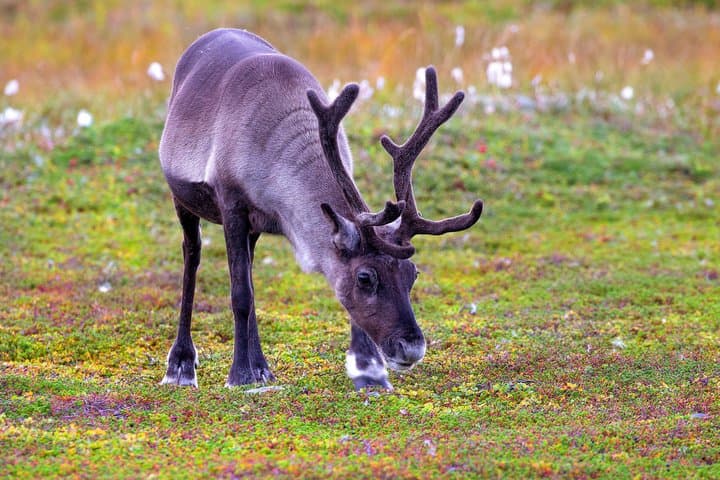 Rovaniemi Reindeer Experience in Summer/Autumn with Transfers