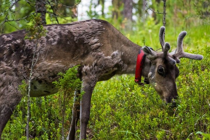 Rovaniemi Reindeer Experience in Summer/Autumn with Transfers