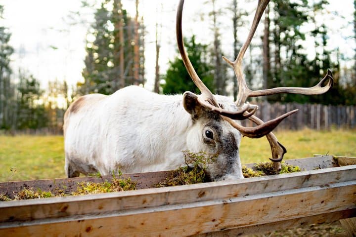 Rovaniemi Reindeer Experience in Summer/Autumn with Transfers