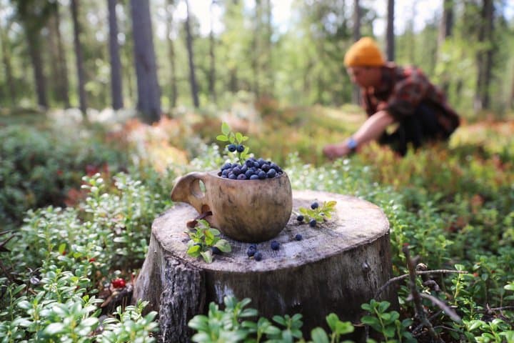 Multiday Walking Tour in Finland National Parks