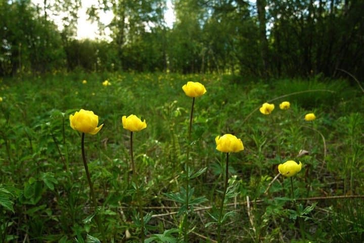 Lapland Nature Experience: Berry Picking, Fishing & Photography