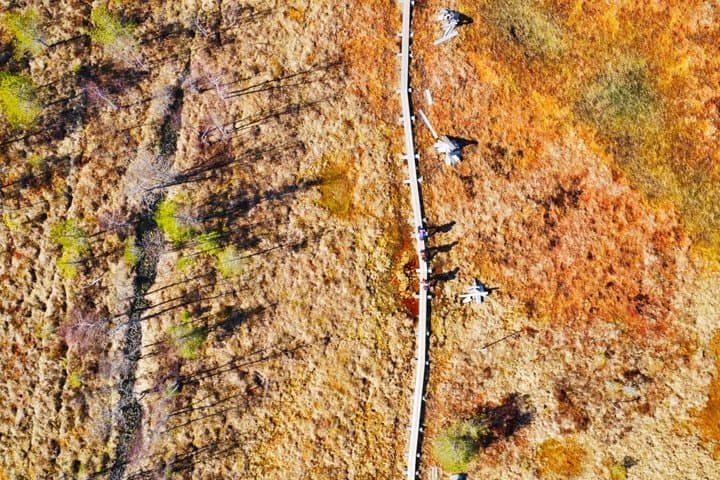 Full-Day Hike in Torronsuo’s Wild Bog from Helsinki