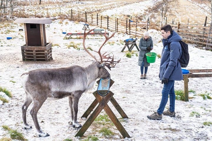 Autumn Local Reindeer Farm Visit with Professional Photographer