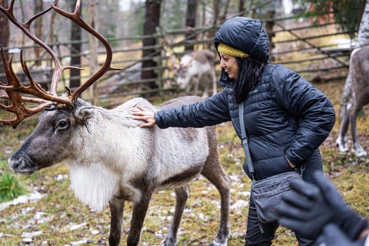 Autumn Local Reindeer Farm Visit with Professional Photographer