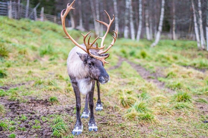 Autumn Local Reindeer Farm Visit with Professional Photographer