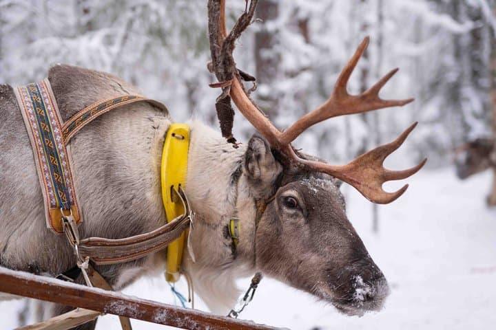 Reindeer and Huskies Sled Ride Combo with Professional Photos