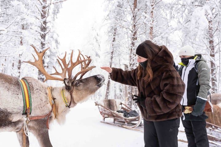 Reindeer and Huskies Sled Ride Combo with Professional Photos