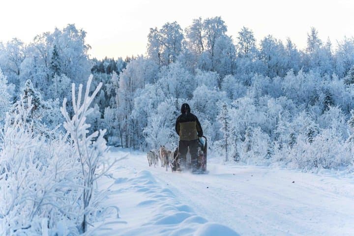 Reindeer and Huskies Sled Ride Combo with Professional Photos