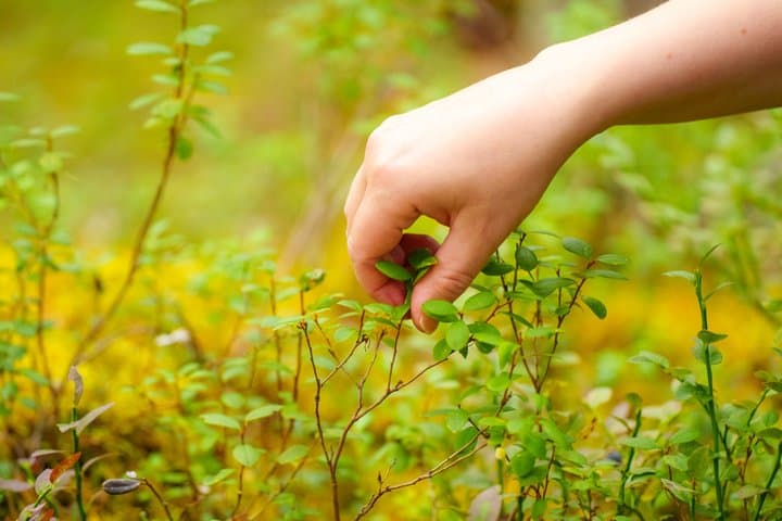 Embrace the Forest: Guided Nature Experience