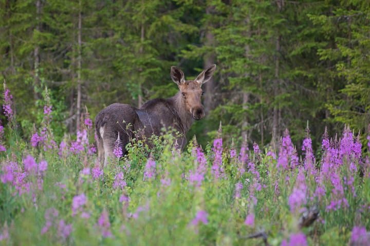 Moose Safari with Experienced Local Guide - Rovaniemi