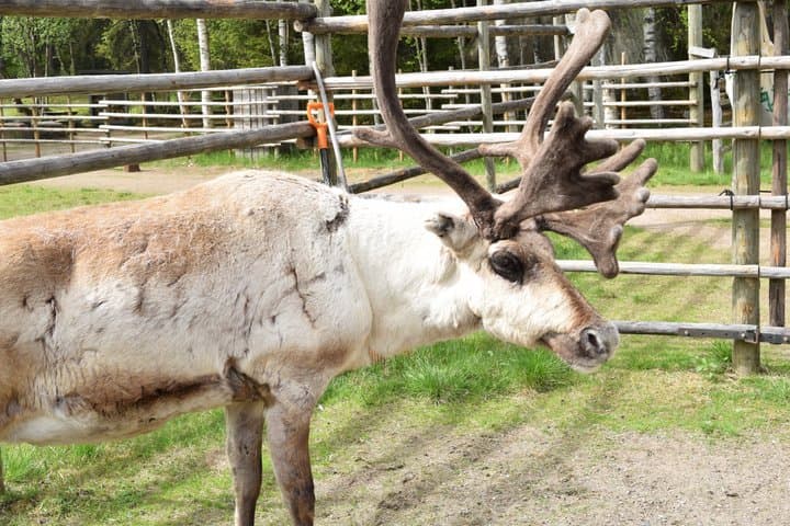 Arctic Reindeer Hike Experience - Rovaniemi