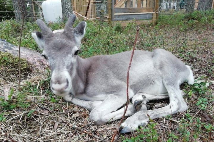 Arctic Reindeer Hike Experience - Rovaniemi