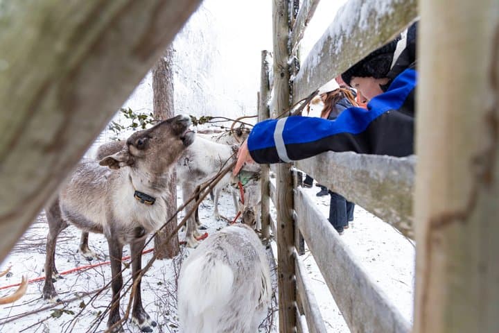Santa Claus Safari - Rovaniemi