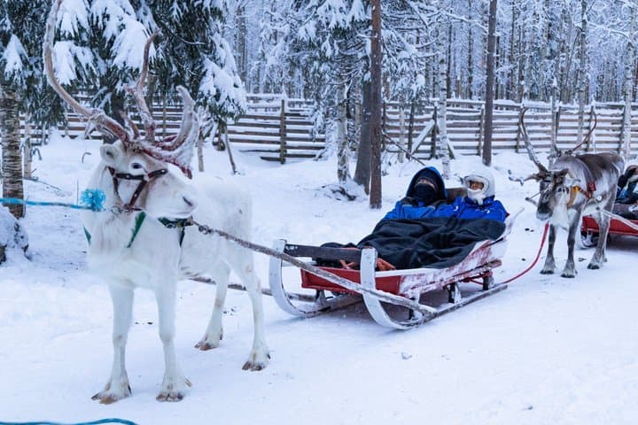 Reindeer Farm Visit with Reindeer Safari - Saariselkä