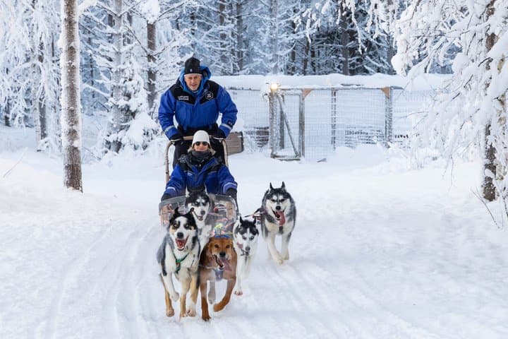 Snowmobile Safari to Reindeer and Husky Farms - Rovaniemi