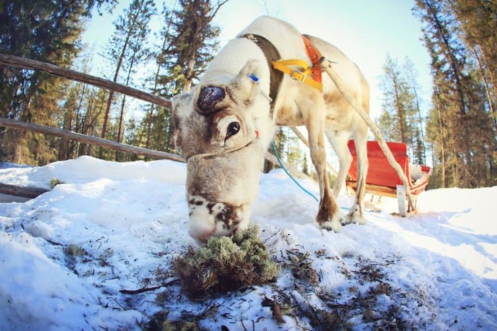 Reindeer Farm Visit with Reindeer Safari - Saariselkä