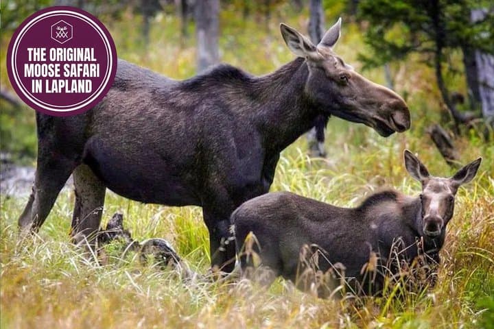 Moose Safari with Experienced Local Guide - Rovaniemi