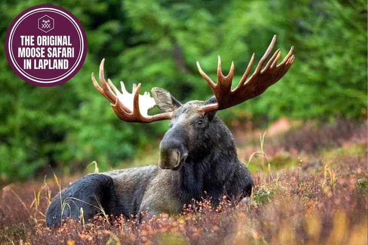 Moose Safari with Experienced Local Guide - Rovaniemi