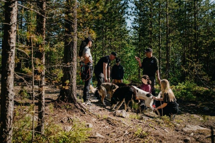 Husky Summer Adventure: Kennel Visit and Husky Ride - Rovaniemi