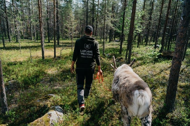 Arctic Reindeer Hike Experience - Rovaniemi