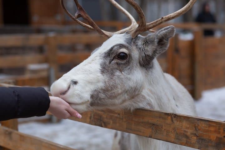 Rovaniemi Reindeer Farm Visit and Sleigh Ride