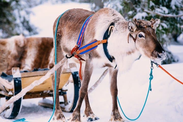 Rovaniemi Reindeer Farm Visit and Sleigh Ride